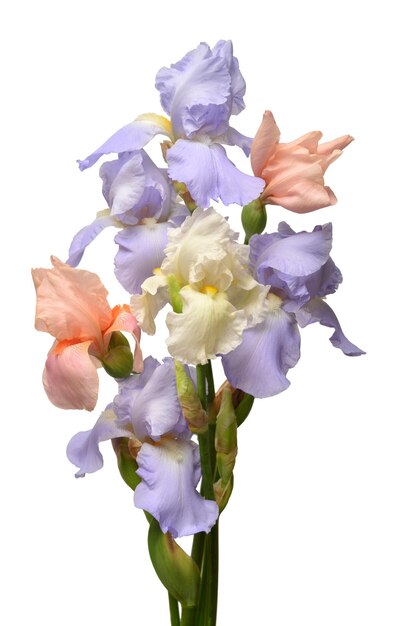 Fleur d'iris beau bouquet isolé sur fond blanc. Pâques. Été. Printemps. Mise à plat, vue de dessus. Aimer. La Saint-Valentin. Motif floral, objet. Notion de nature