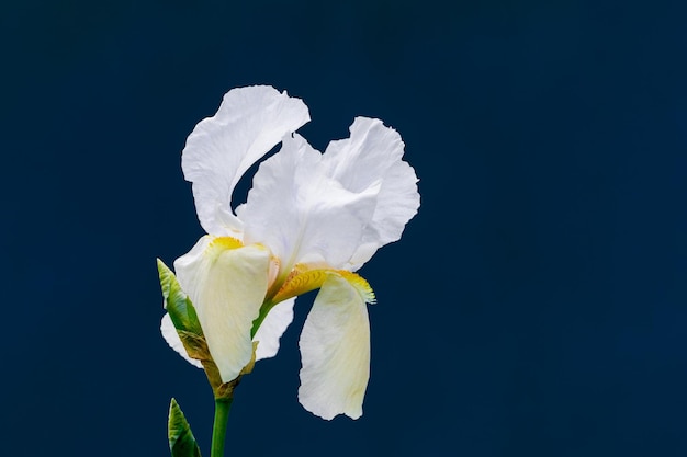 Fleur d'iris blanc gros plan sur un fond bleu foncé