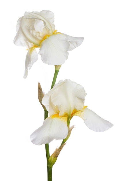 Fleur d'iris blanc isolé sur fond blanc