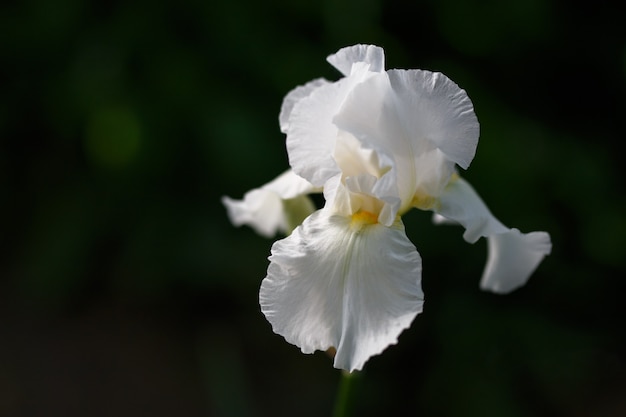 Fleur d'iris blanc photo en gros, petit dof