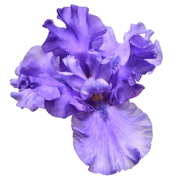 Fleur d'iris bleu isolé sur fond blanc. Été. Printemps. Mise à plat, vue de dessus. Motif fleuri. Aimer. La Saint-Valentin