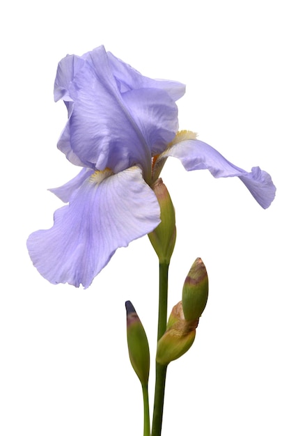 Fleur d'iris bleu isolé sur fond blanc. Été. Printemps. Mise à plat, vue de dessus. Motif fleuri. Aimer. La Saint-Valentin