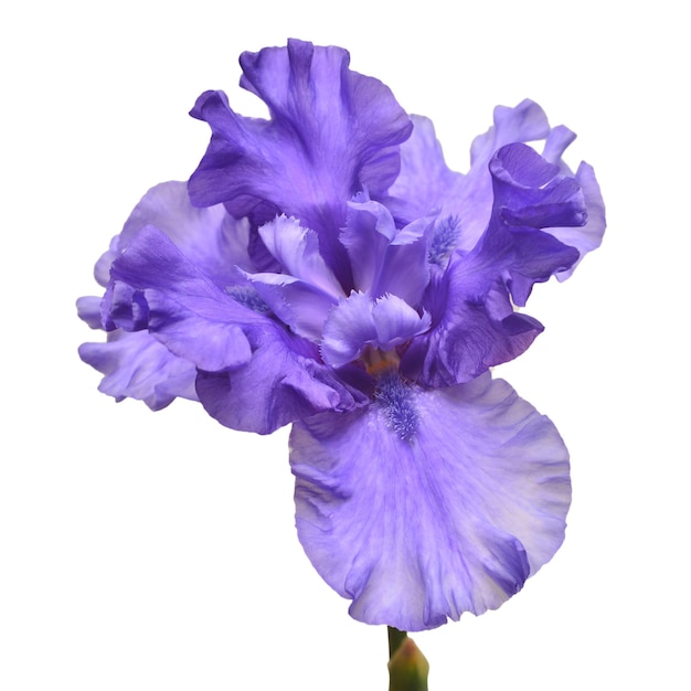 Fleur d'iris bleu isolé sur fond blanc. Été. Printemps. Mise à plat, vue de dessus. Motif fleuri. Aimer. La Saint-Valentin