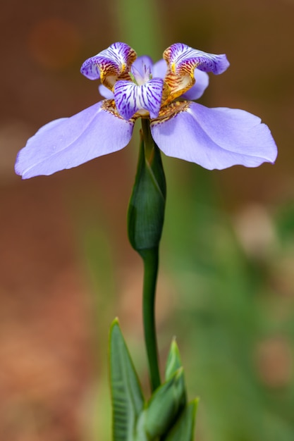 Photo fleur d'iris - bleu