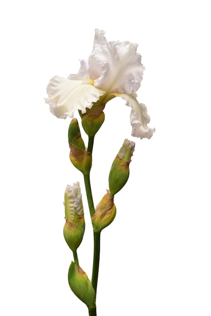 Fleur d'iris crème isolé sur fond blanc. Pâques. Été. Printemps. Mise à plat, vue de dessus. Aimer. La Saint-Valentin. Motif floral, objet. Notion de nature