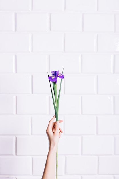 Fleur d'iris dans une main féminine contre un mur de briques blanches