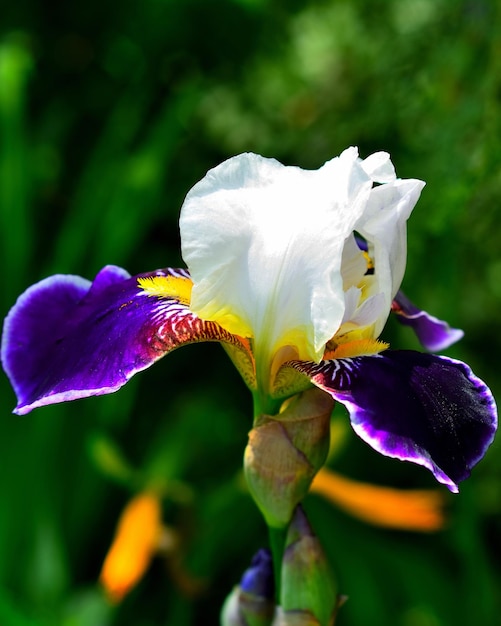 Fleur d'iris dans le parc sur fond de feuilles vertes Belle fleur lumineuse