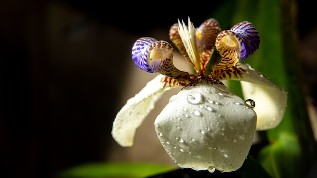 Fleur d'iris, une fleur belle et colorée qui pousse au début du printemps, mise au point sélective.