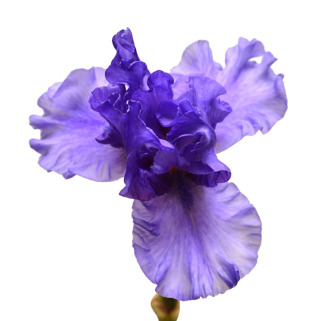 Fleur d'iris en fleurs isolée sur fond blanc. Été. Printemps. Mise à plat, vue de dessus. Motif fleuri. Aimer. La Saint-Valentin