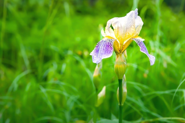 Fleur d'iris Gros plan d'une fleur d'iris en fleurs Iris sur fond d'herbe verte