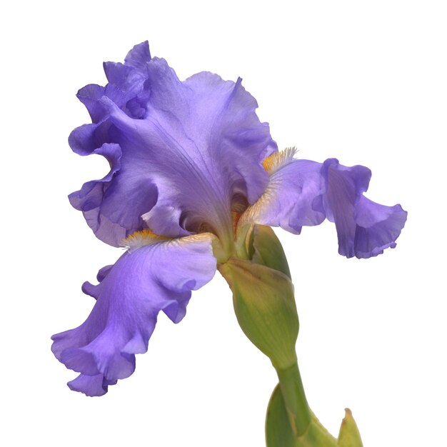 Fleur d'Iris isolé sur fond blanc Été Printemps Mise à plat Vue de dessus Motif floral Amour Saint Valentin