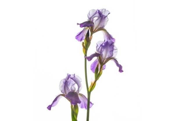 Fleur d'iris isolée sur fond blanc