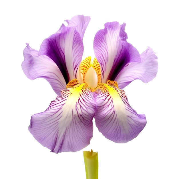 Fleur d'iris isolée sur fond avec IA générative