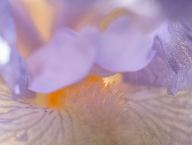 Fleur d'iris lilas délicate à l'intérieur de gros plan