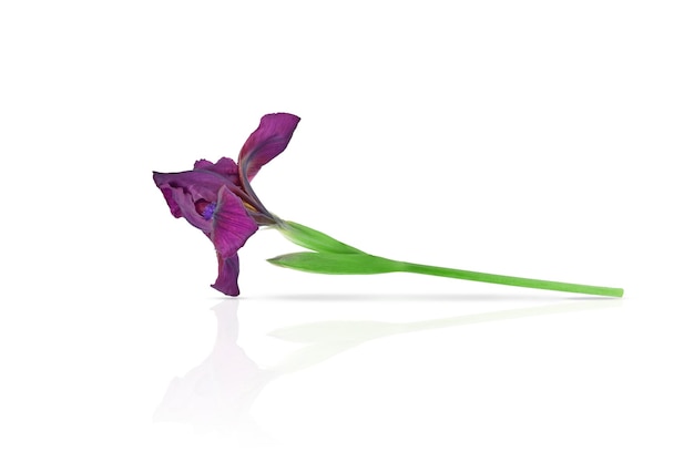 La fleur d'iris lilas isolée se trouve sur un fond blanc avec l'ajout d'ombre et de réflexion