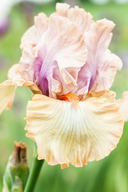 Fleur d&#39;iris multicolore sur fond vert