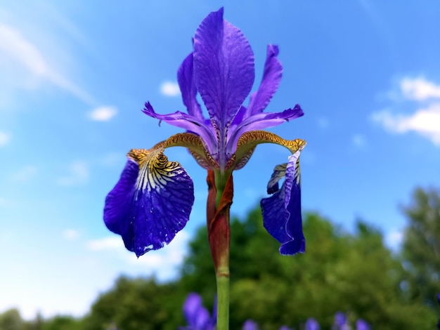 Fleur d'iris pourpre contre un ciel bleu vif et un fond vert Concept d'été et de printemps