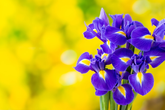 Fleur d'iris pourpre sur fond jaune.