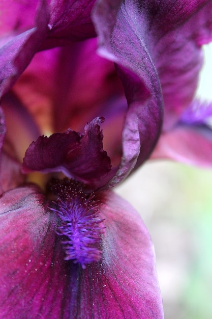 Fleur iris pourpre