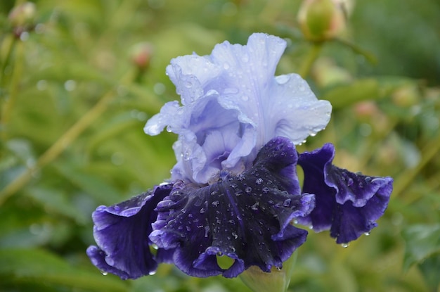 La fleur d'iris se dresse dans les gouttes de rosée