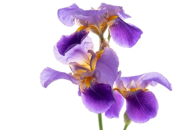 Fleur d'iris violet isolé sur fond blanc