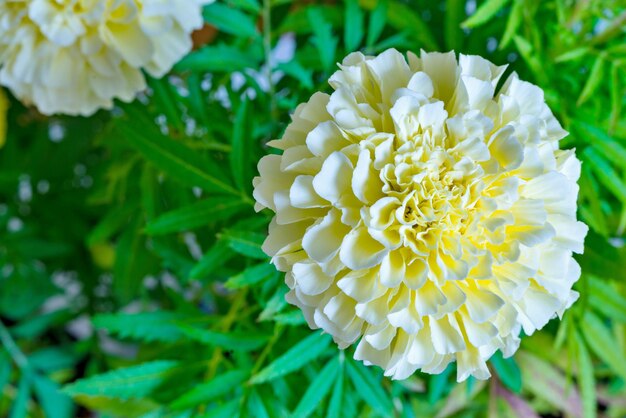 Une fleur isolée d'un aster ou de tagetes de couleur blanche en gros plan sur un fond vert indistinct