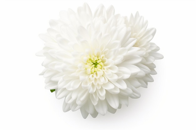 Fleur isolée de chrysanthème sur blanc