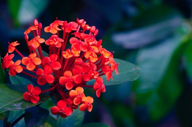 Fleur d'Ixora coccinea, une espèce de plante à fleurs de la famille des Rubiacées