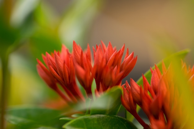 une fleur d&#39;ixora rouge