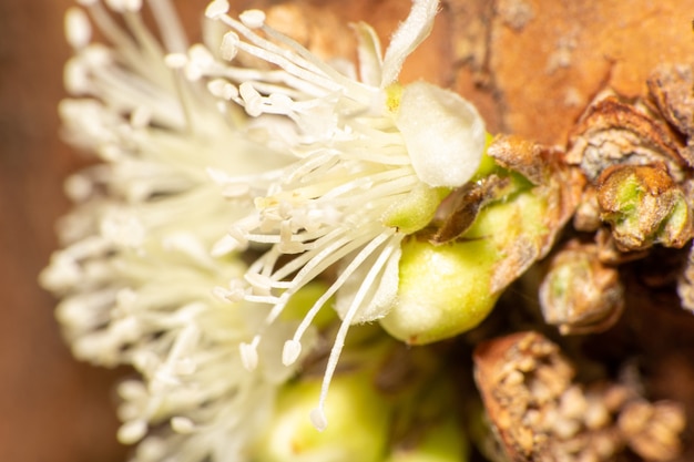 Fleur de jabuticaba, une belle fleur de jabuticaba avant de devenir un fruit, mise au point sélective.