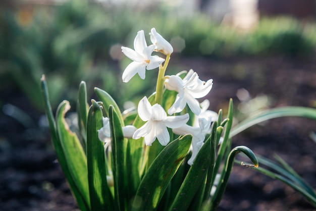 Fleur de jacinthe blanche au début du printemps dans le jardin