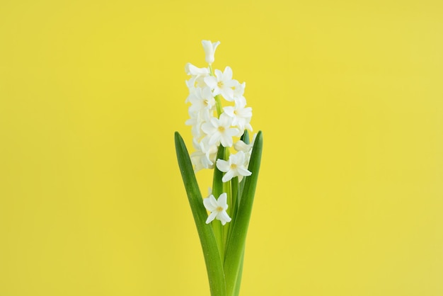 Fleur de jacinthe blanche sur fond jaune Fleurs de printemps Jacinthe de croissance Carte de voeux florale
