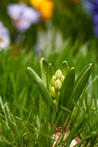 Fleur de jacinthe blanche