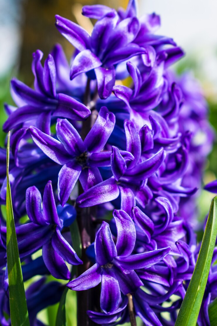Photo fleur de jacinthe bleue se bouchent