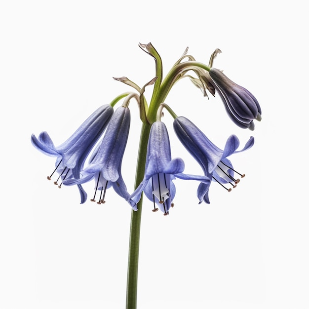 Une fleur jacinthe des bois sur un fond blanc.