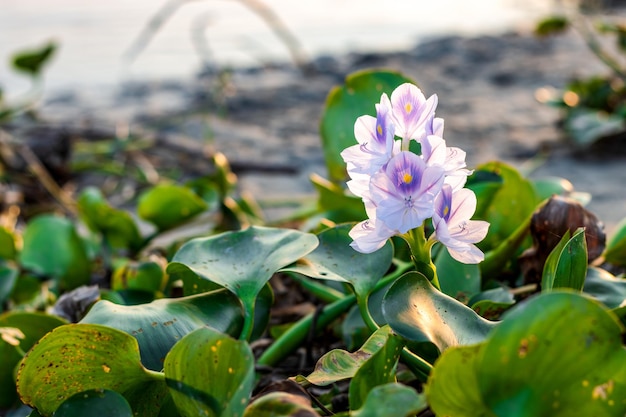 Fleur de jacinthe d'eau commune entièrement fleurie près de la rivière sous la lumière du soleil