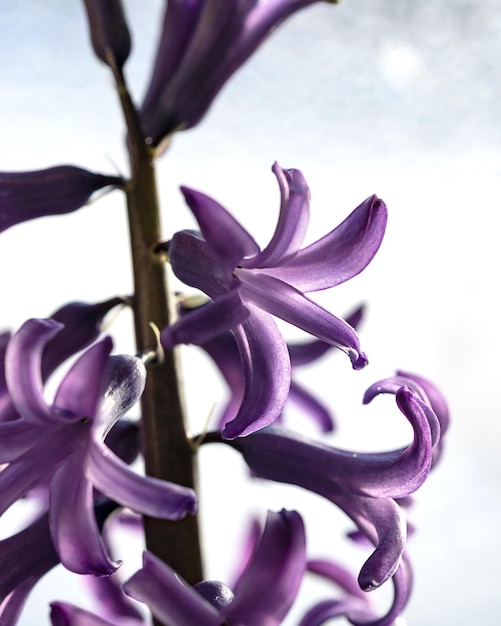 Fleur de jacinthe lilas pourpre bouchent avec bokeh