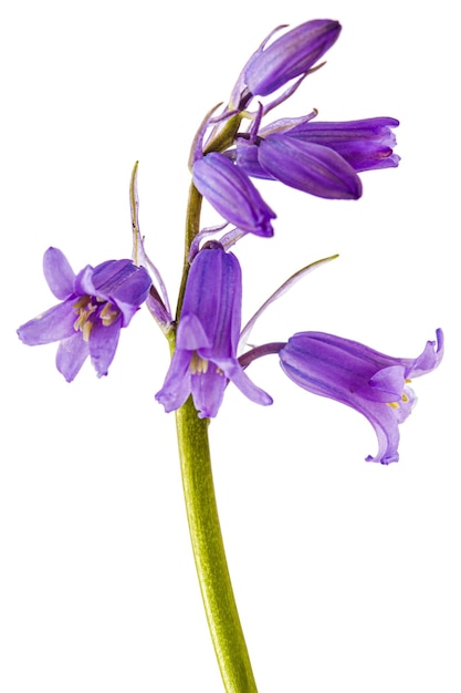 Fleur de jacinthe sauvage lat Hyacinthoides hispanica isolé sur fond blanc