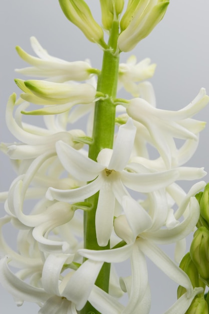 Fleur de jacinthe Vue rapprochée de fleurs de jacinthe blanche sur fond clair