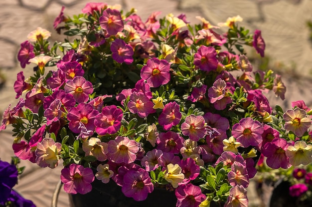 Fleur de jardin en fleurs avec des pétales de violette en photographie de gros plan d'été