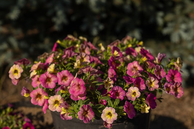 Fleur de jardin en fleurs avec des pétales de violette en photographie de gros plan d'été