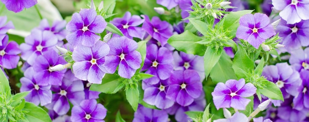 Fleur de jardin Phlox paniculé Août la saison de floraison