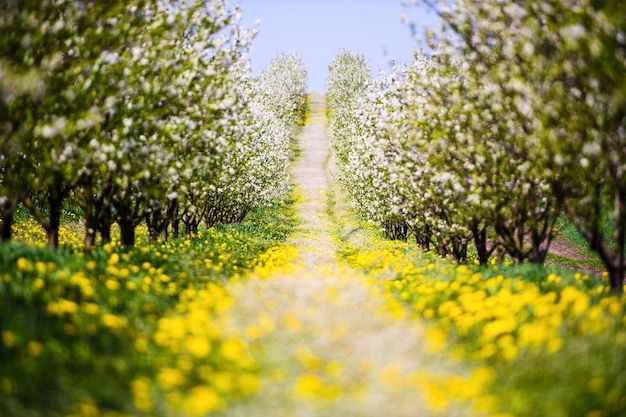 Fleur de jardin de pommiers sur le printemps de l'arbre