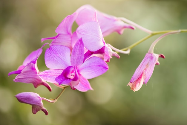 Fleur sur jardin