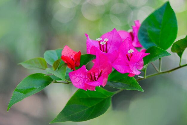 Fleur sur jardin