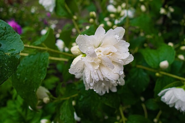 Fleur de jasmin blanc avec des gouttes de pluie dans le jardin d'été.