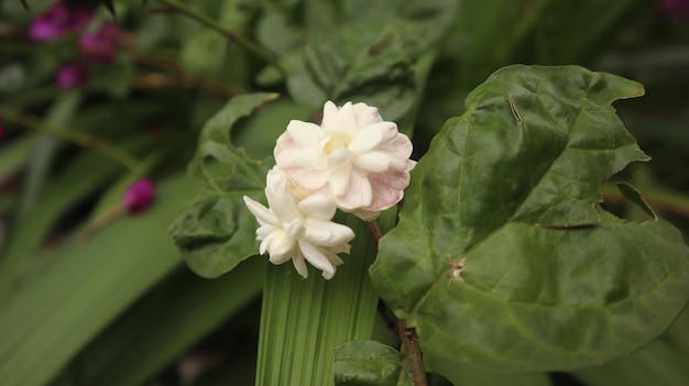 fleur de jasmin double blanche qui fleurit pendant la saison des pluies