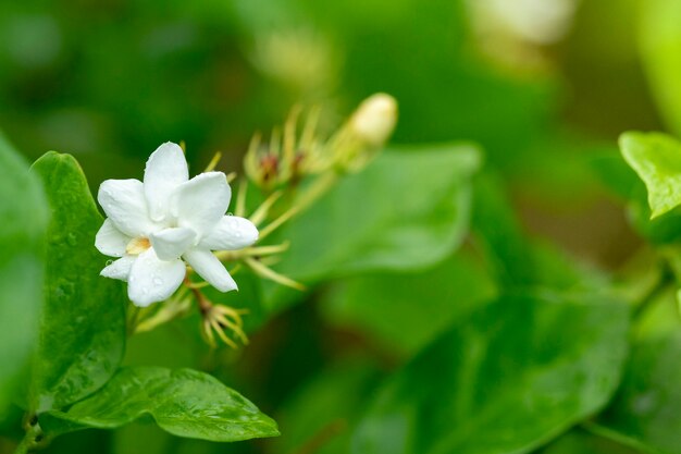 La fleur de jasmin est un symbole de la fête des mères en Thaïlande.