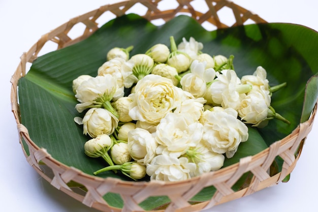 Fleur de jasmin sur fond blanc