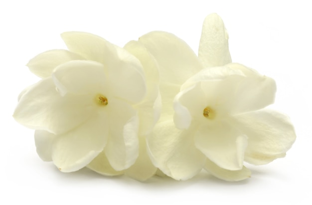 Fleur de jasmin sur fond blanc